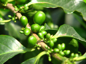 Sustainable Green Coffee Beans