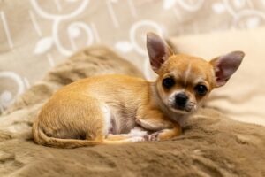 small dogs breeder uk